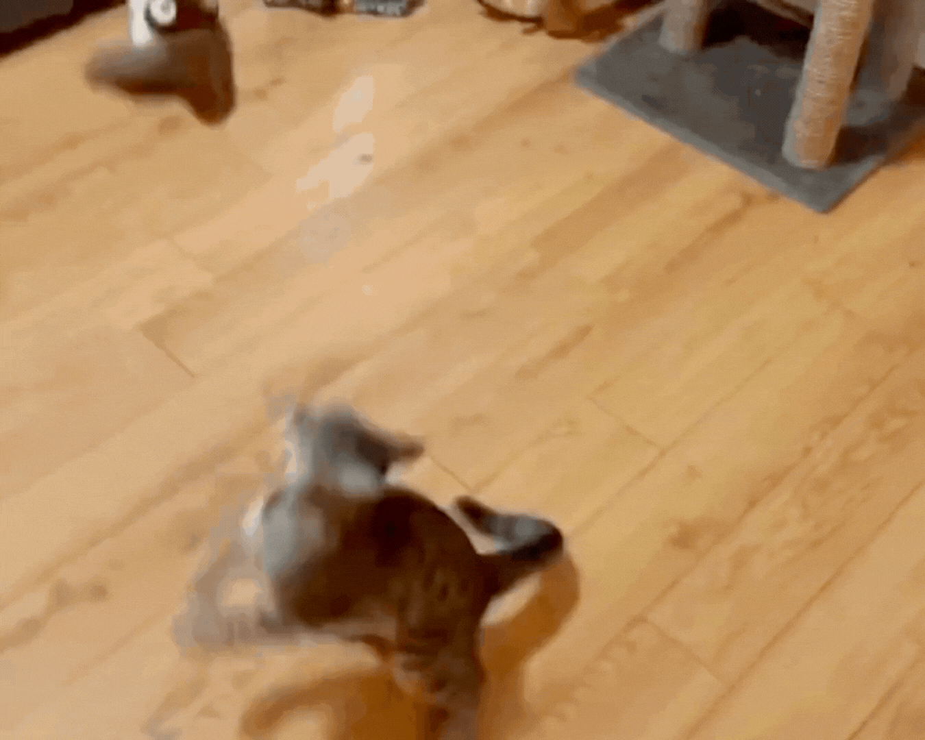 Flap & Chirp Pet Companion